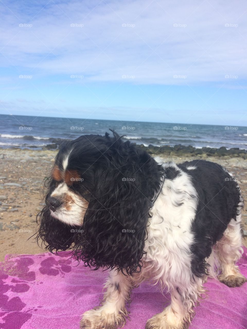 Beach dog 