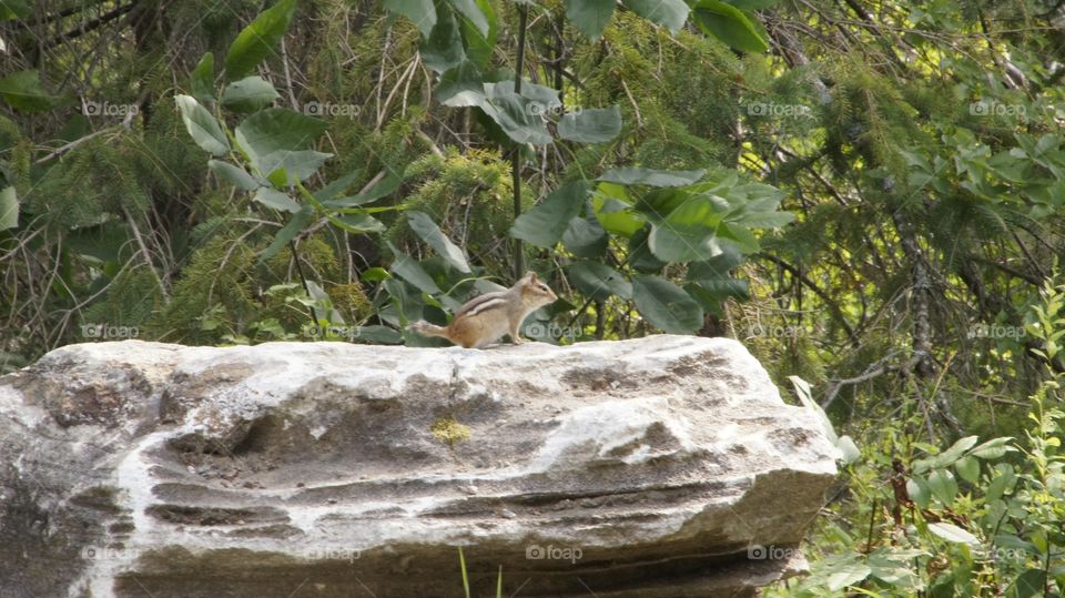 chipmunk on a large boulder with green foliage outdoors