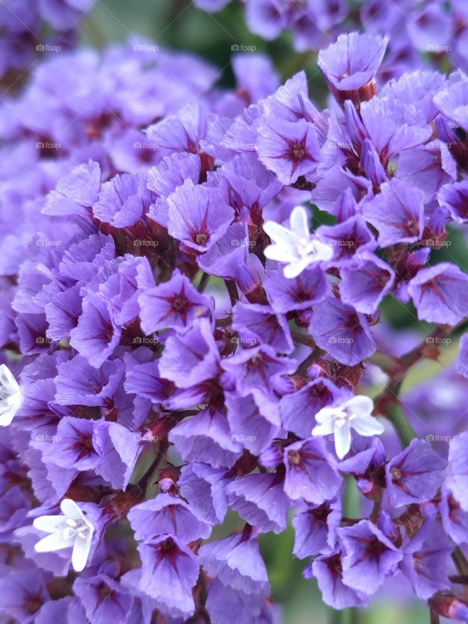 flowers and blue