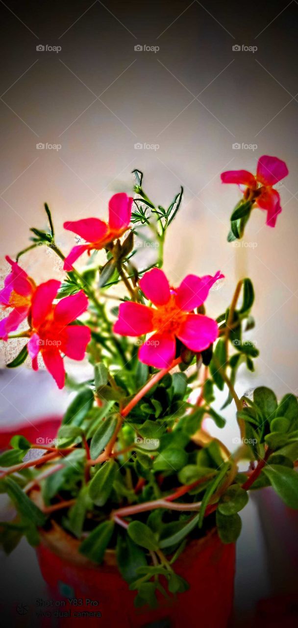 There is beauty in change, and these sunset quotes will remind you of the loveliness in endings that bring new beginnings.
Sunsets are not only beautiful, but they also have so much meaning. They signify endings, change, and transformation; they rem