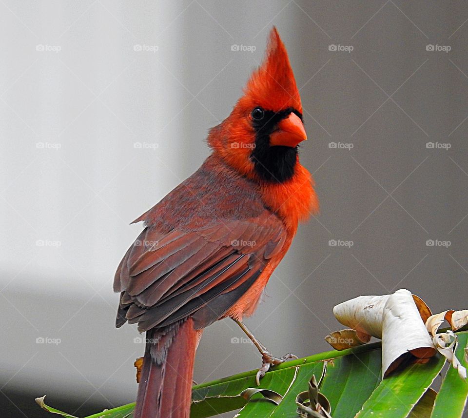Cardinal-bird