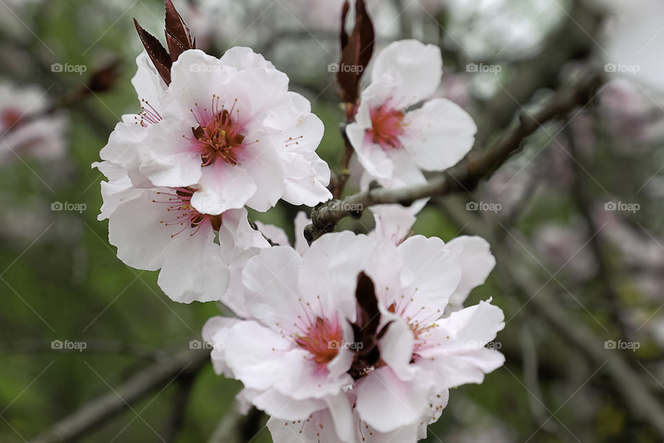 Cherry flowers blooming in spring time. Nature wakes up.