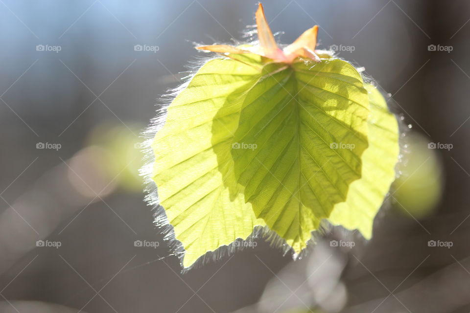 Spring leaf