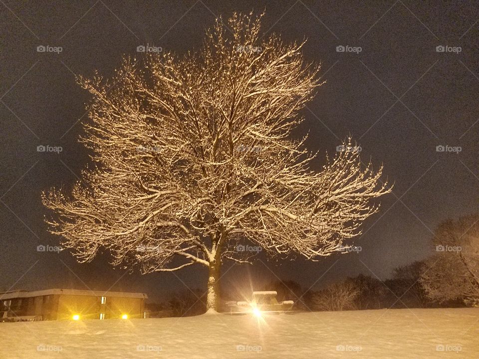 Snowing in Minnesota - Check out this cool Tree with snow on it. Winter time 2018
