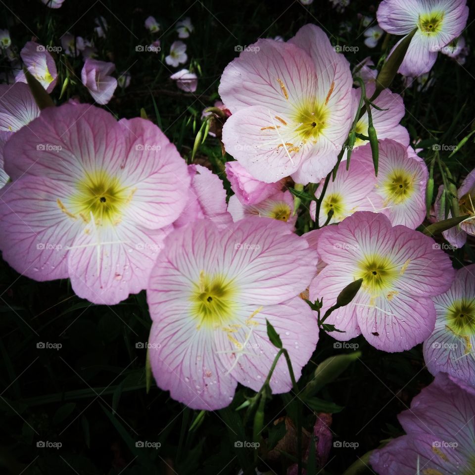 Pink Evening primrose