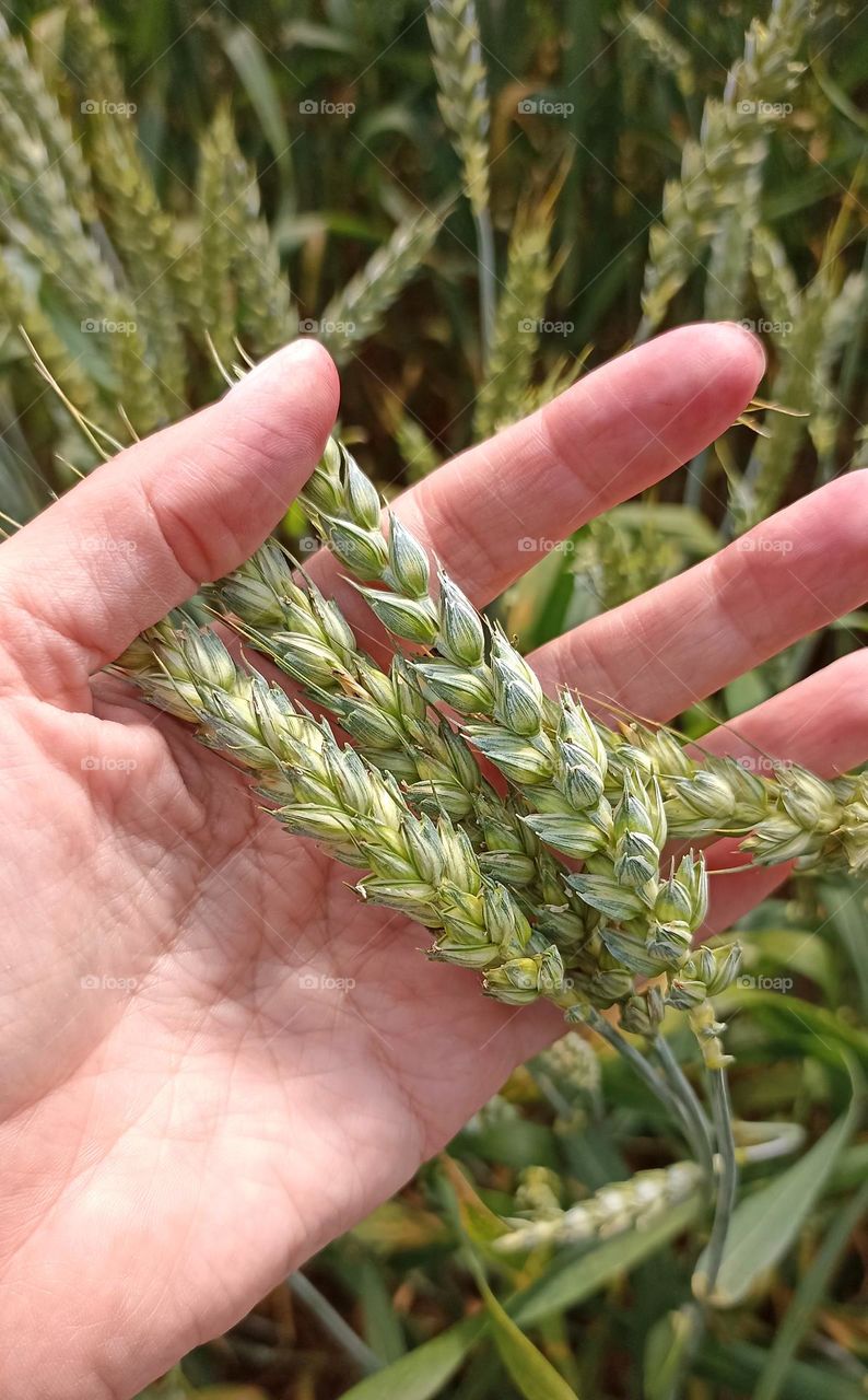 grains and female hand close up love earth 🌎