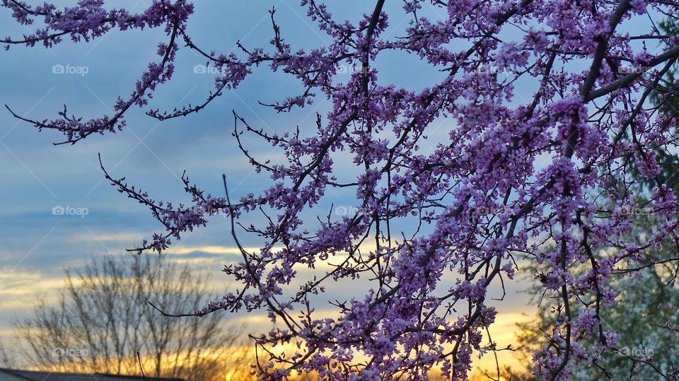 Blooming Redbud tree against sunset