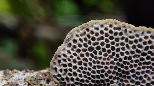 Trametes hirta fungus, fungus with lot of pores or holes