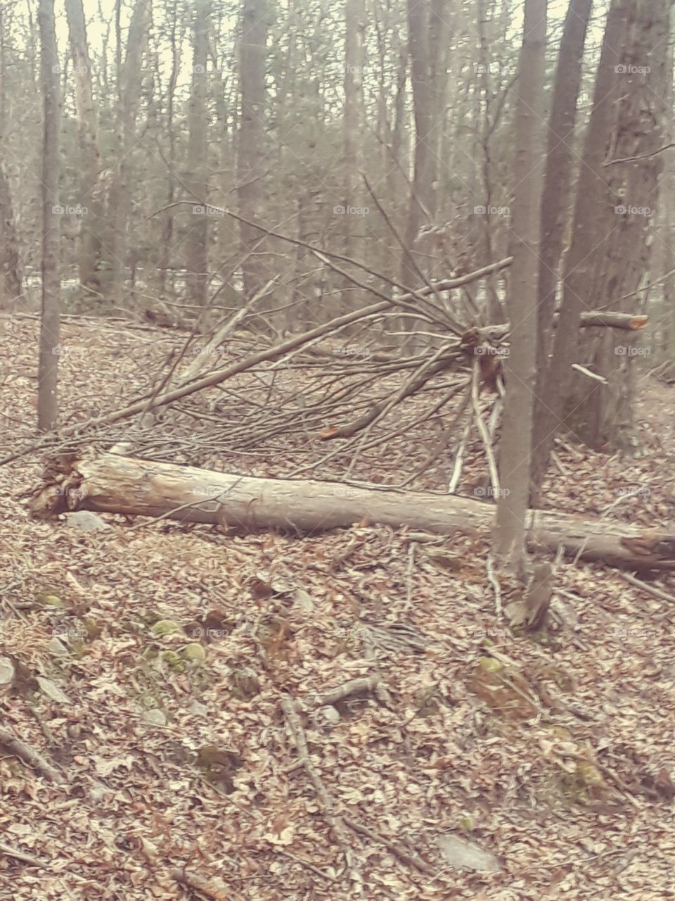 strange root system? woods