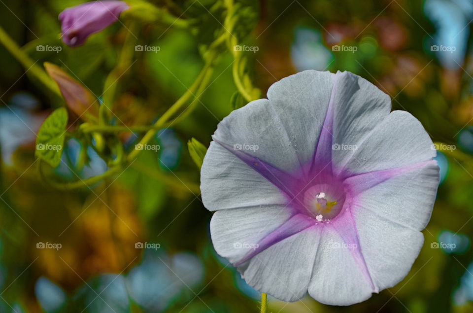 White and purple flower 