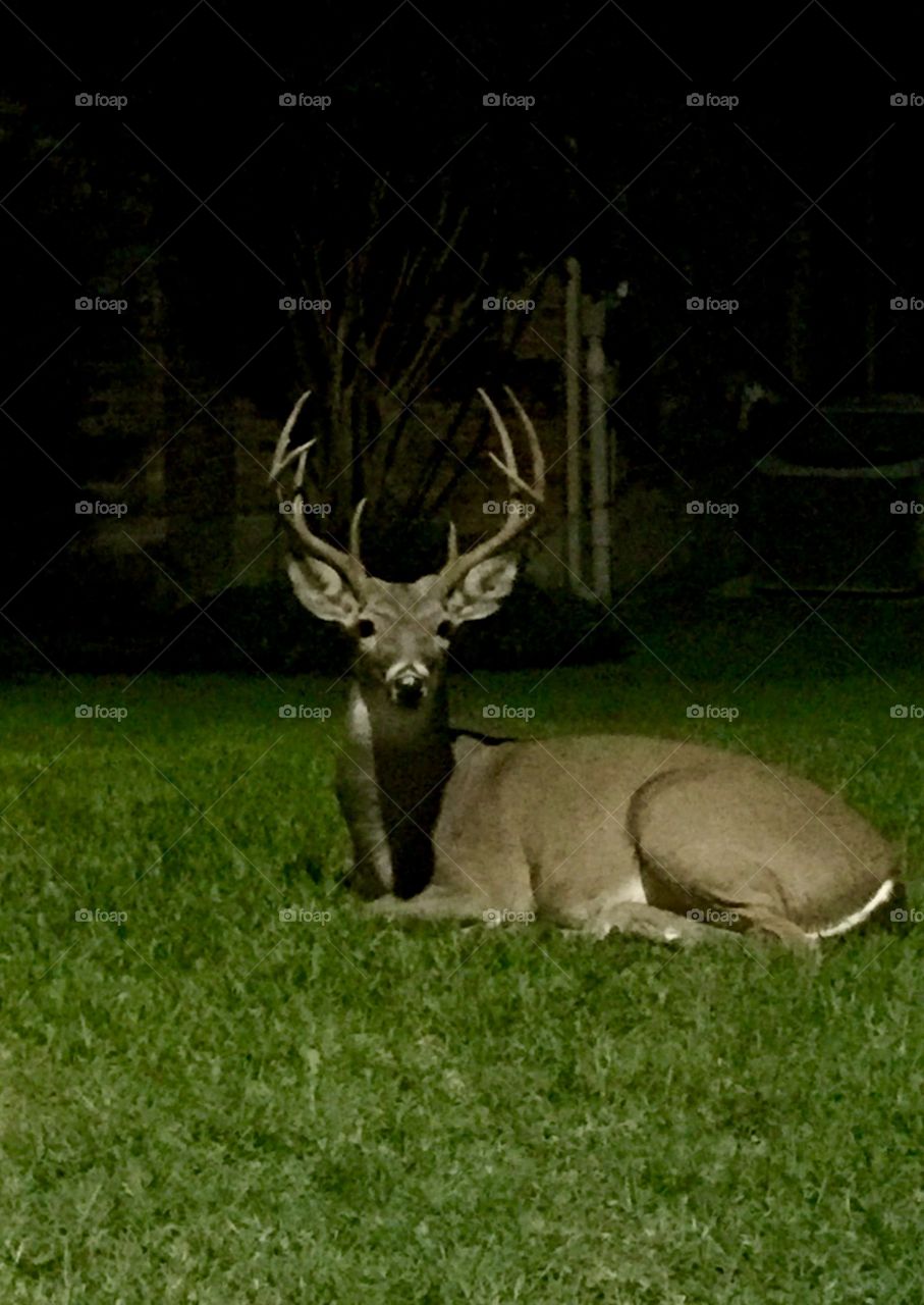 Whitetail buck resting in the cool night