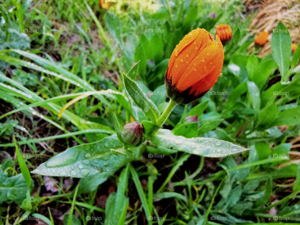 Beautifully abundant nature