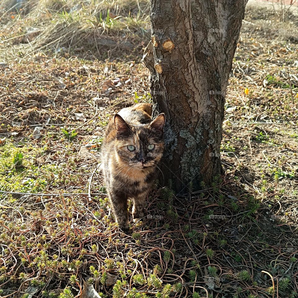 colorful cat rejoices in spring. With a soft feline step, the cat treads the grass and inhales the scents of spring.