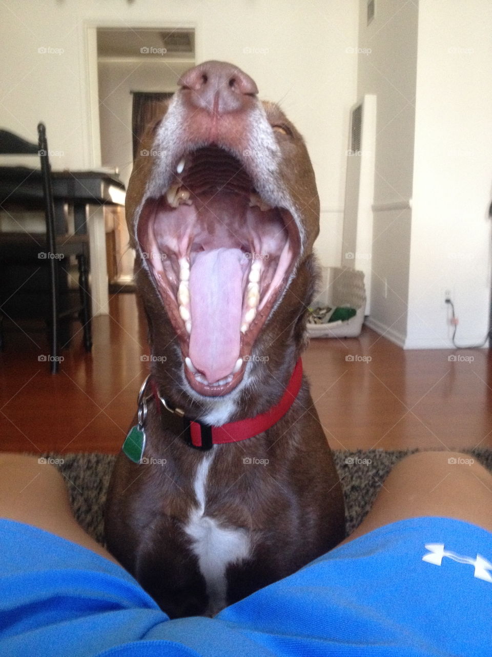 Fun Animals and Pets: Longest Yawn