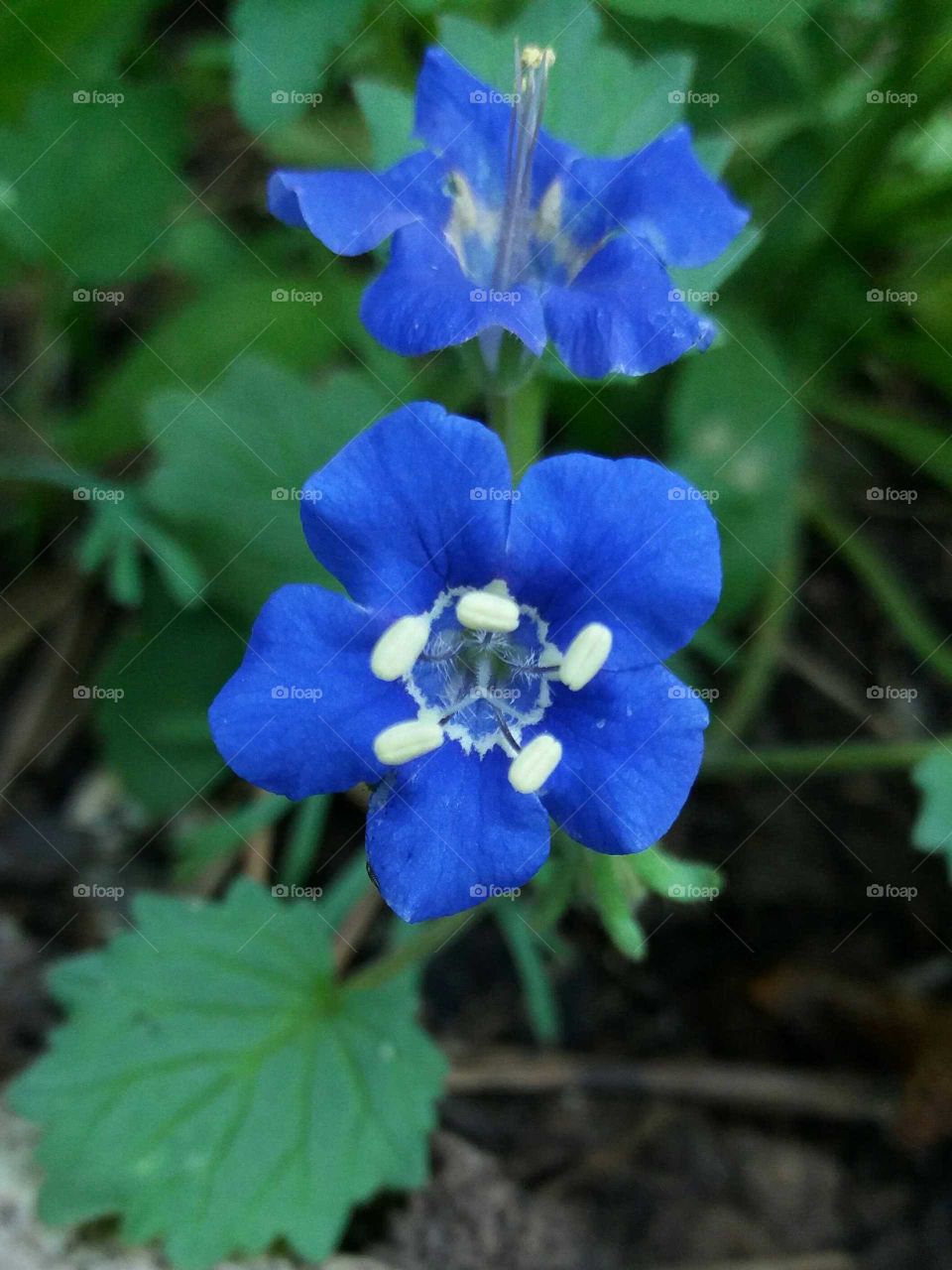 blue wild flower