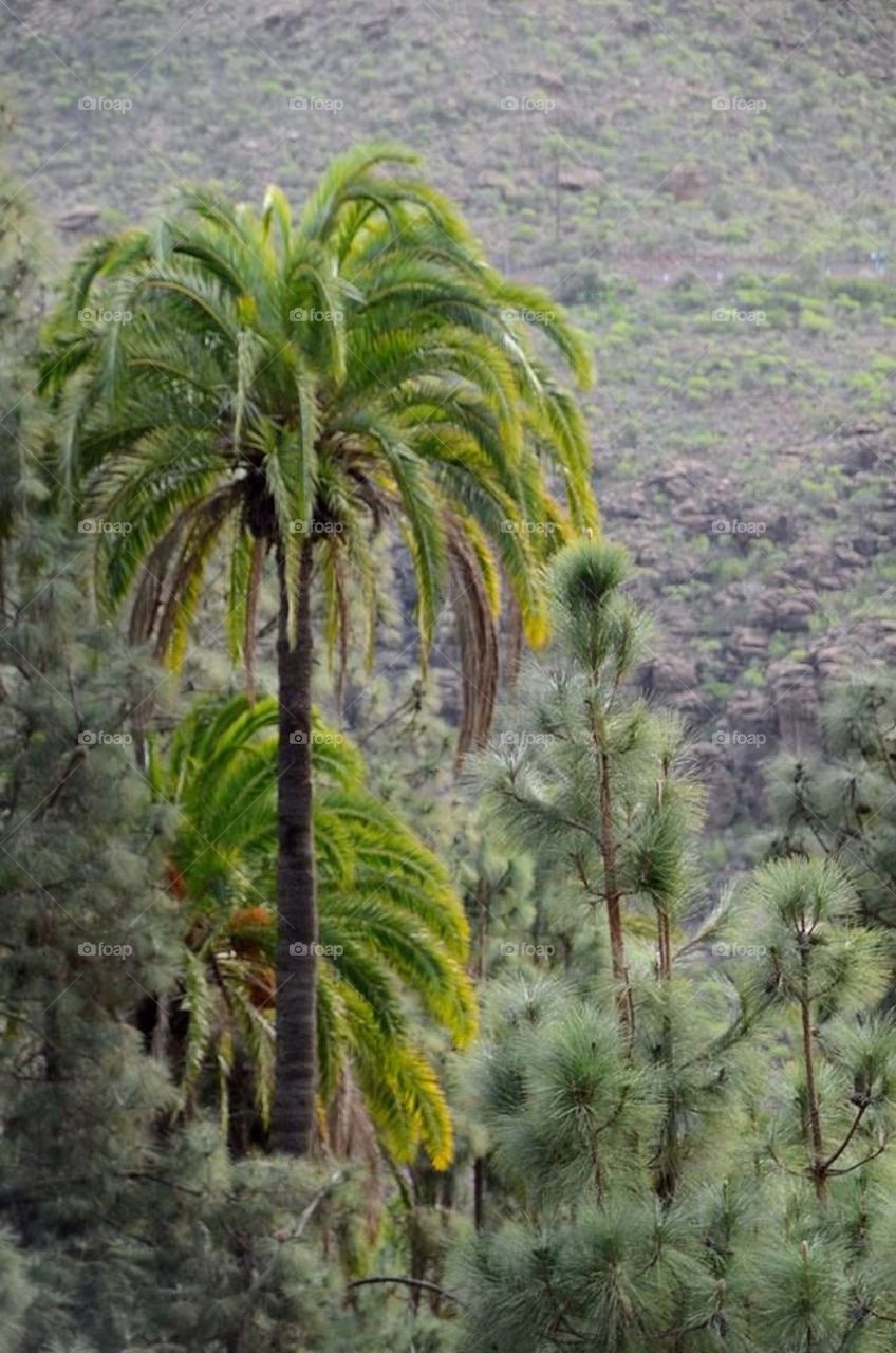 Forest with palms