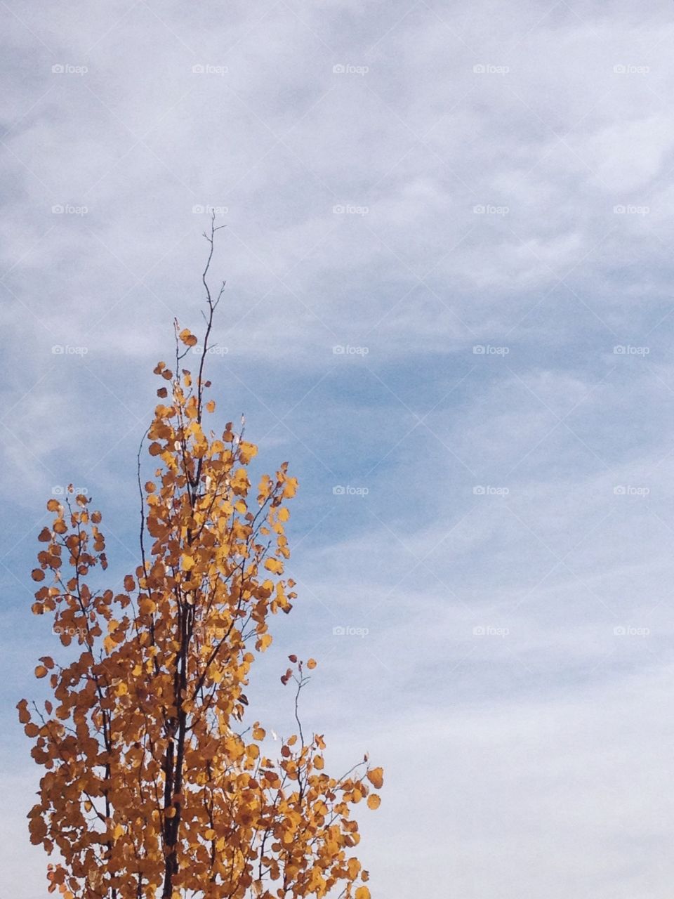 A tree standing tall against a blue sky in Autumn