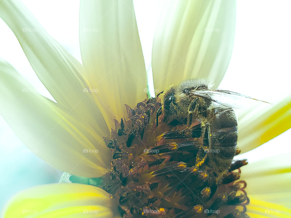 Close up of a bee pollinating  a yellow sunflower with extremely bright light coming through on the left creating an artistic photo.