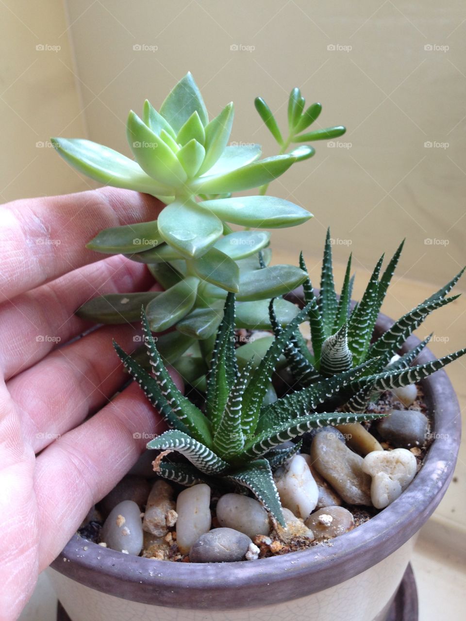 A variety of succulents in a planter.