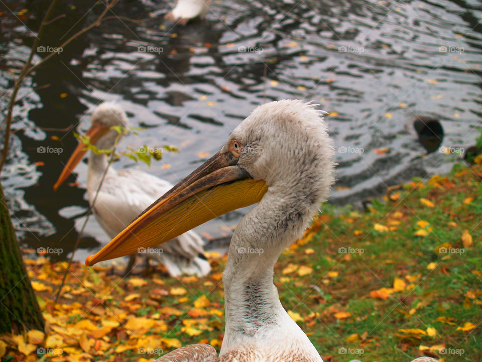 Pelican near river