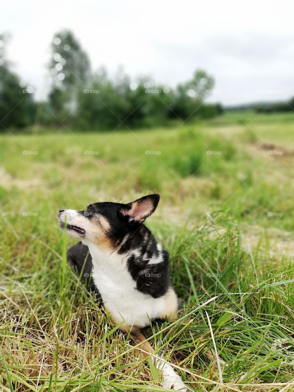 Cute little dog in a field