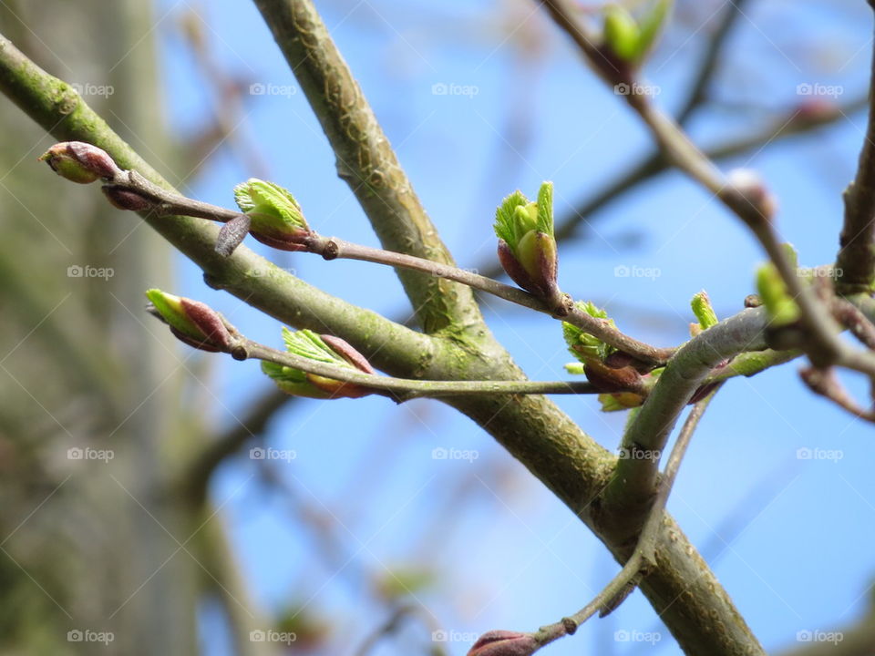 buds