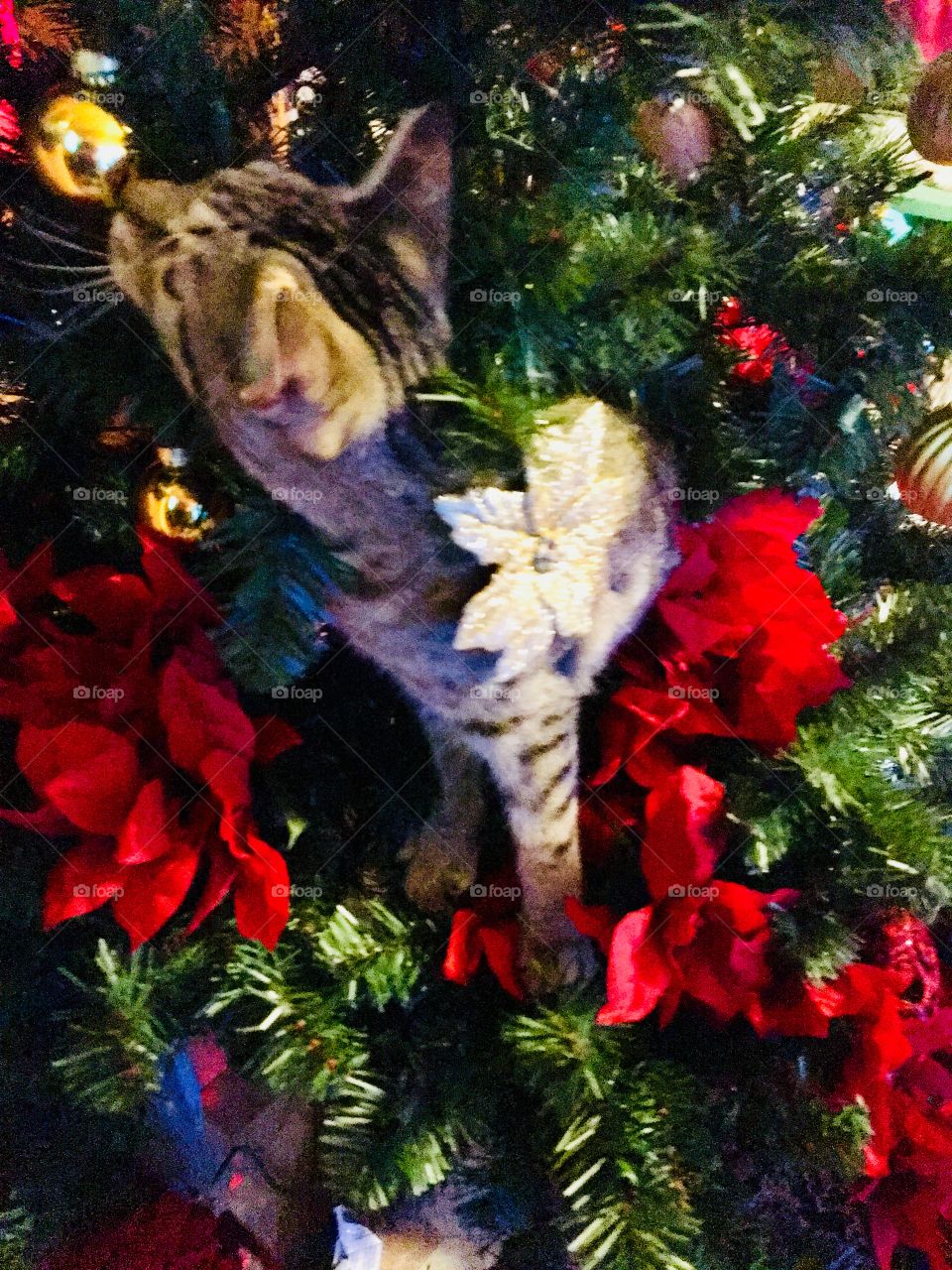 K.C and the Christmas Tree