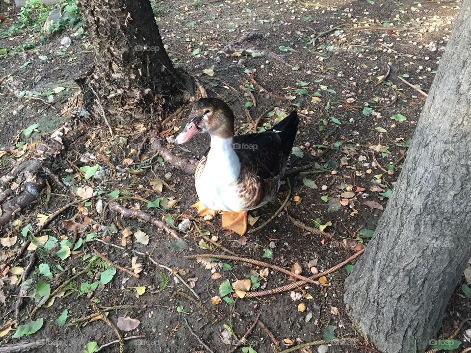 the ugly duckling is not a goose