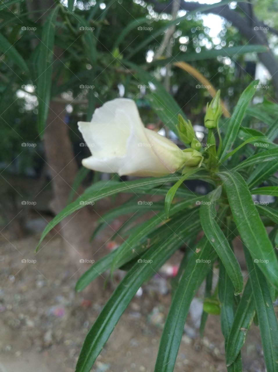 white flower seasonal fresh looks very beautiful generally found everywhere green leaves