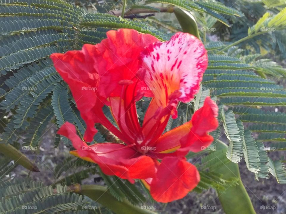 An exotic red flower with green leaves