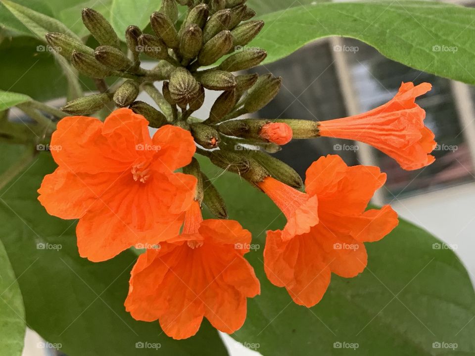 Shape of the flowers, Countryside (Thailand)