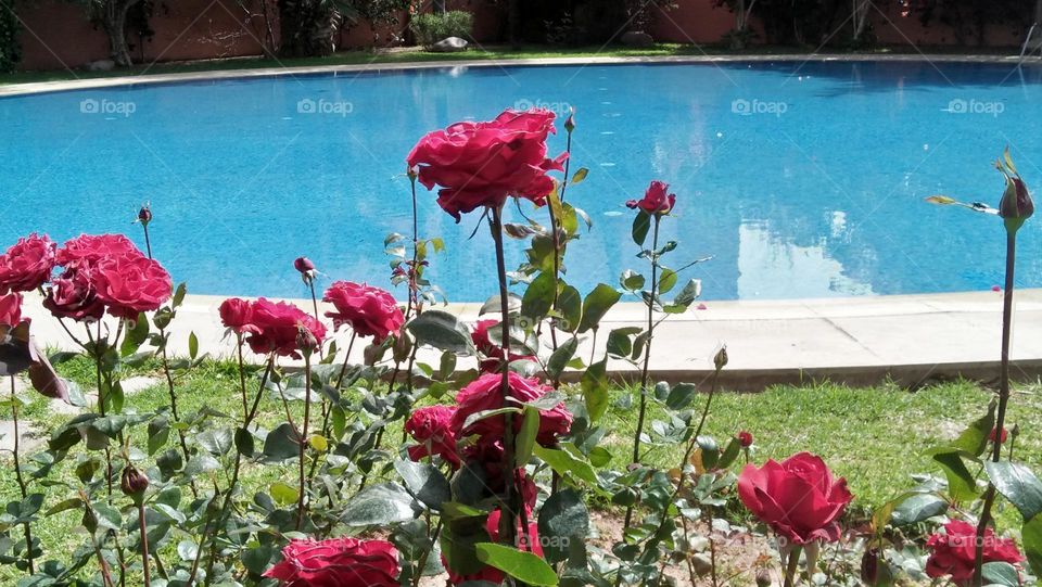 Beautiful red roses besides a swimming pool.