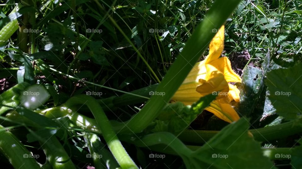 blooming garden of zucchini