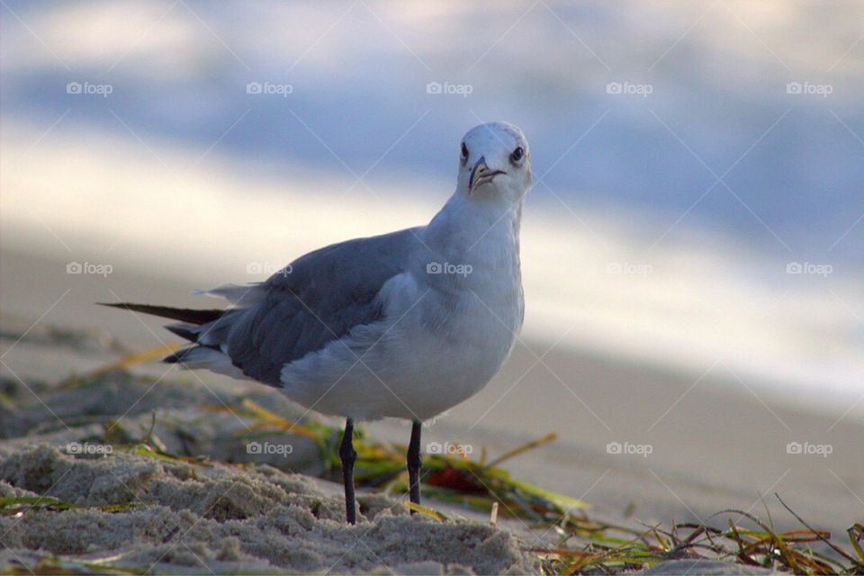 Close-up of a seagull