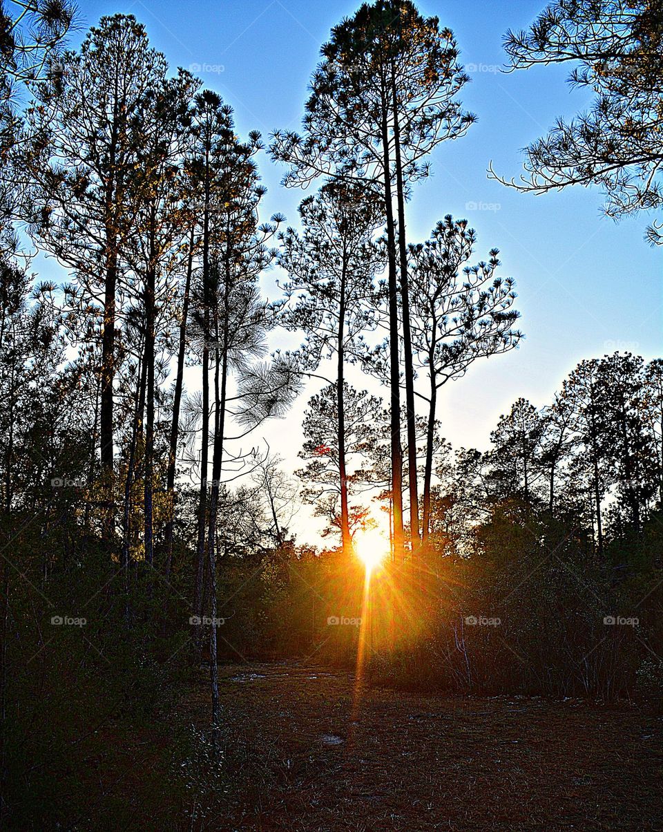 Enchanted Lens: Exploring the Magic forest - The spray of sun rays burst through the tall pines. It represents the unknown where anything can happen