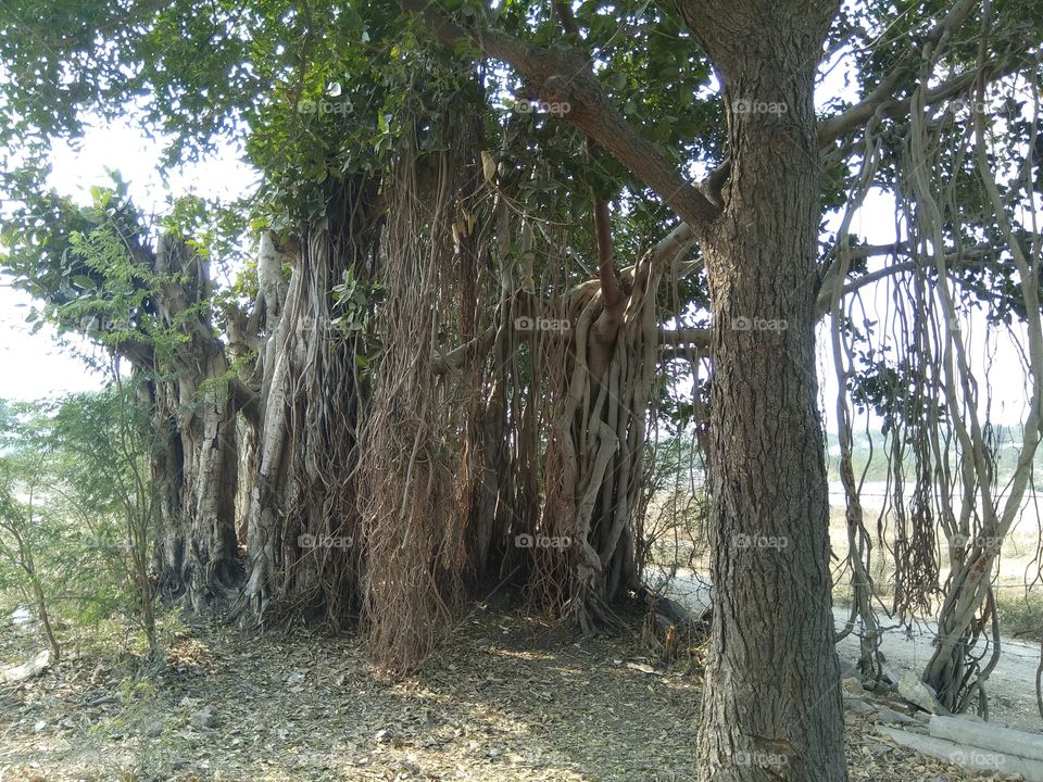 verry nice tree wooden root seen