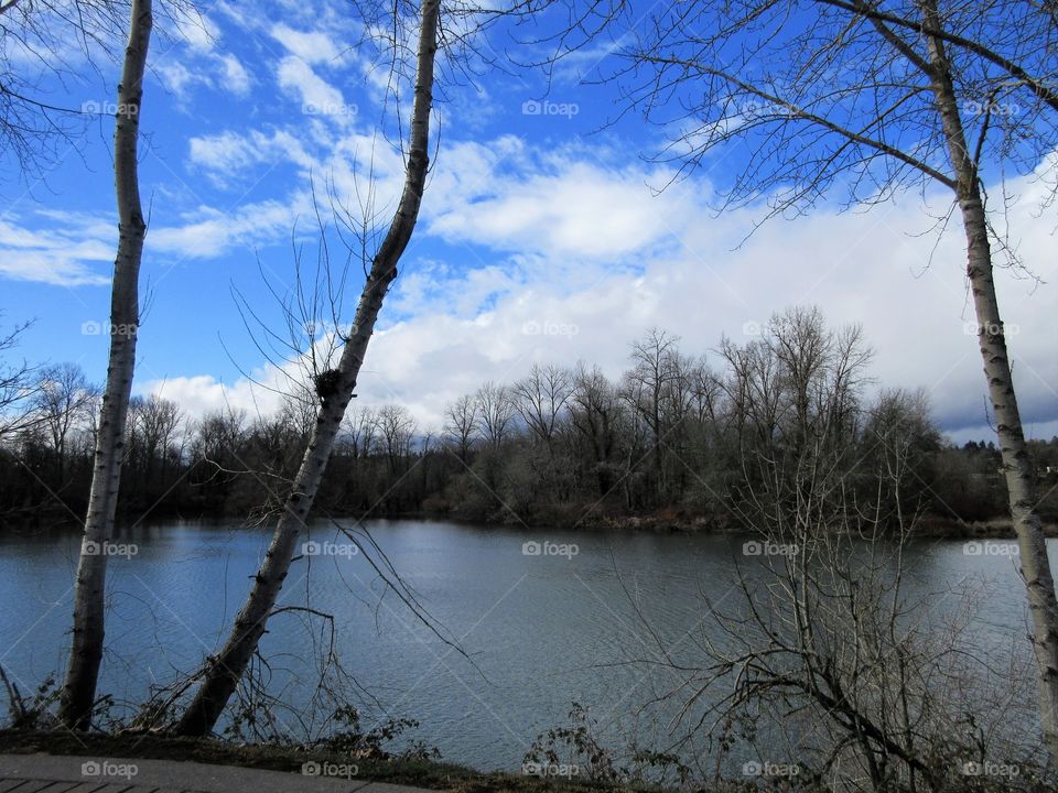 view of trees bordering lagoon