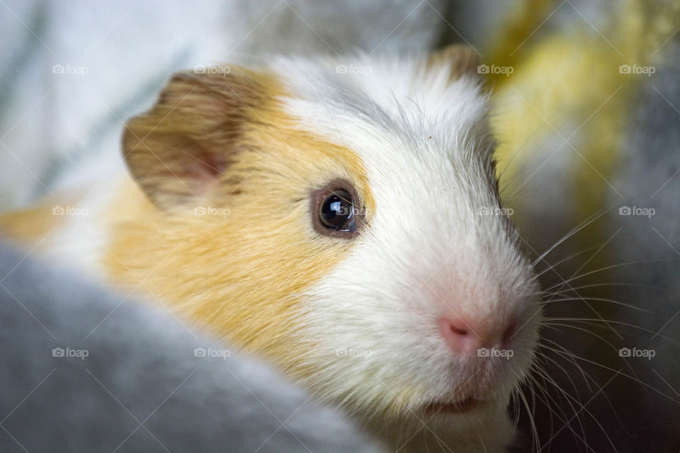 Guinea Pig