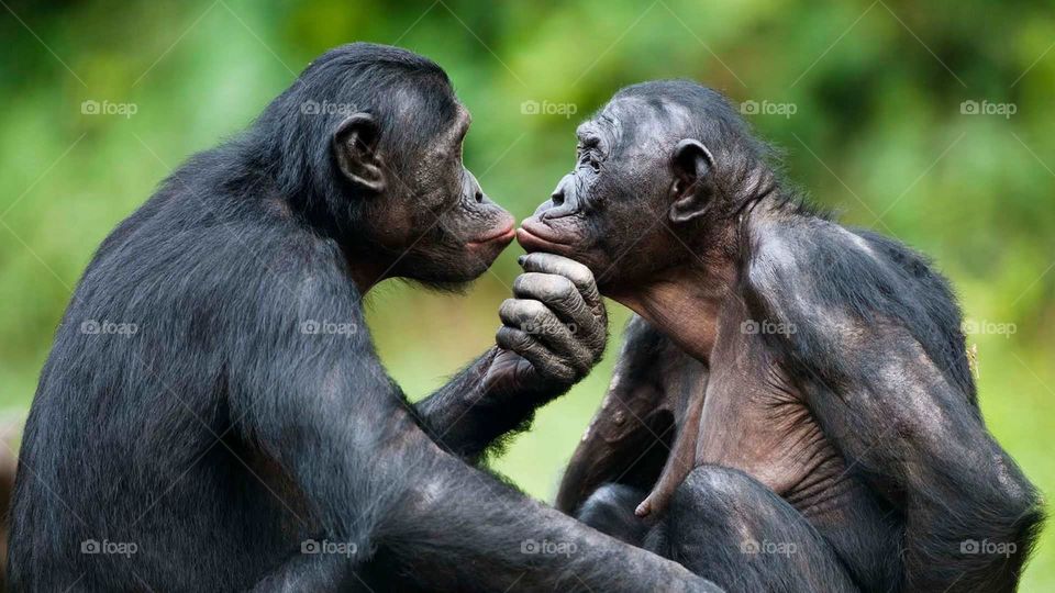 animals two mankey kiss