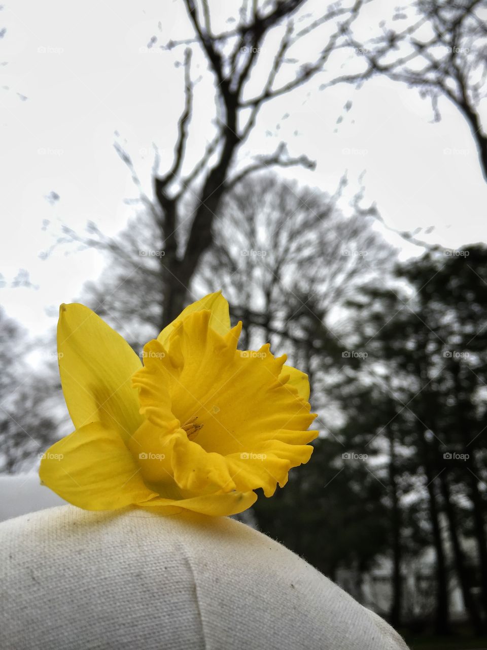 Daffodil 