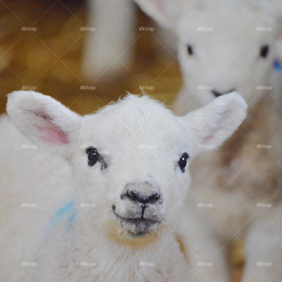 lamb in pen