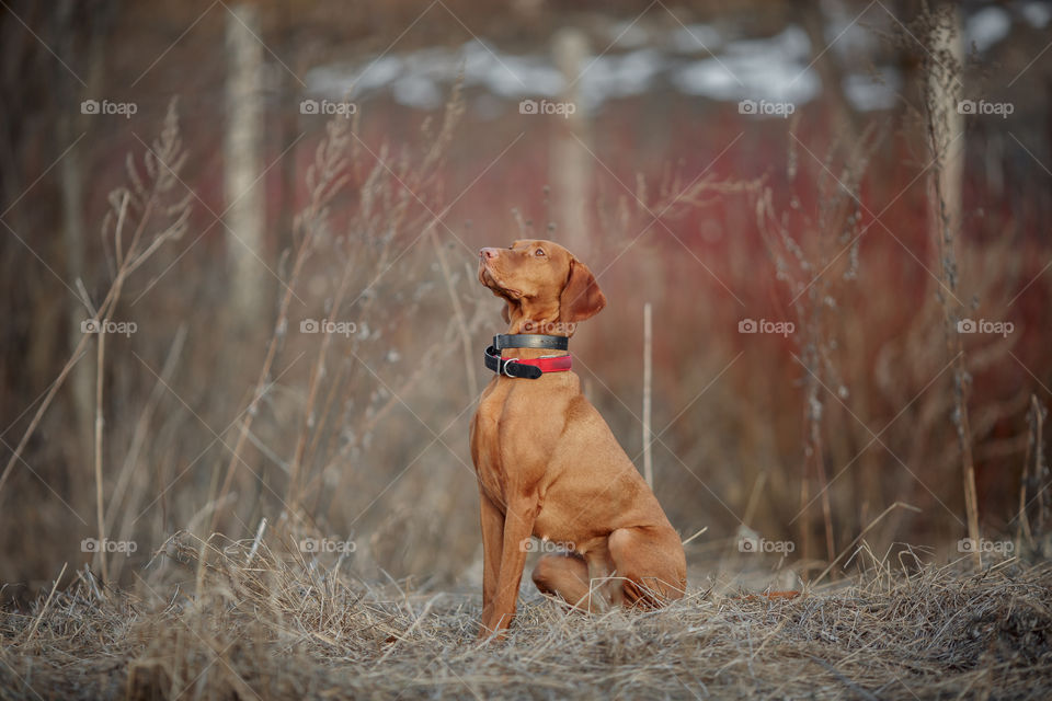 Hungarian vizsla playing outdoor at spring evening 