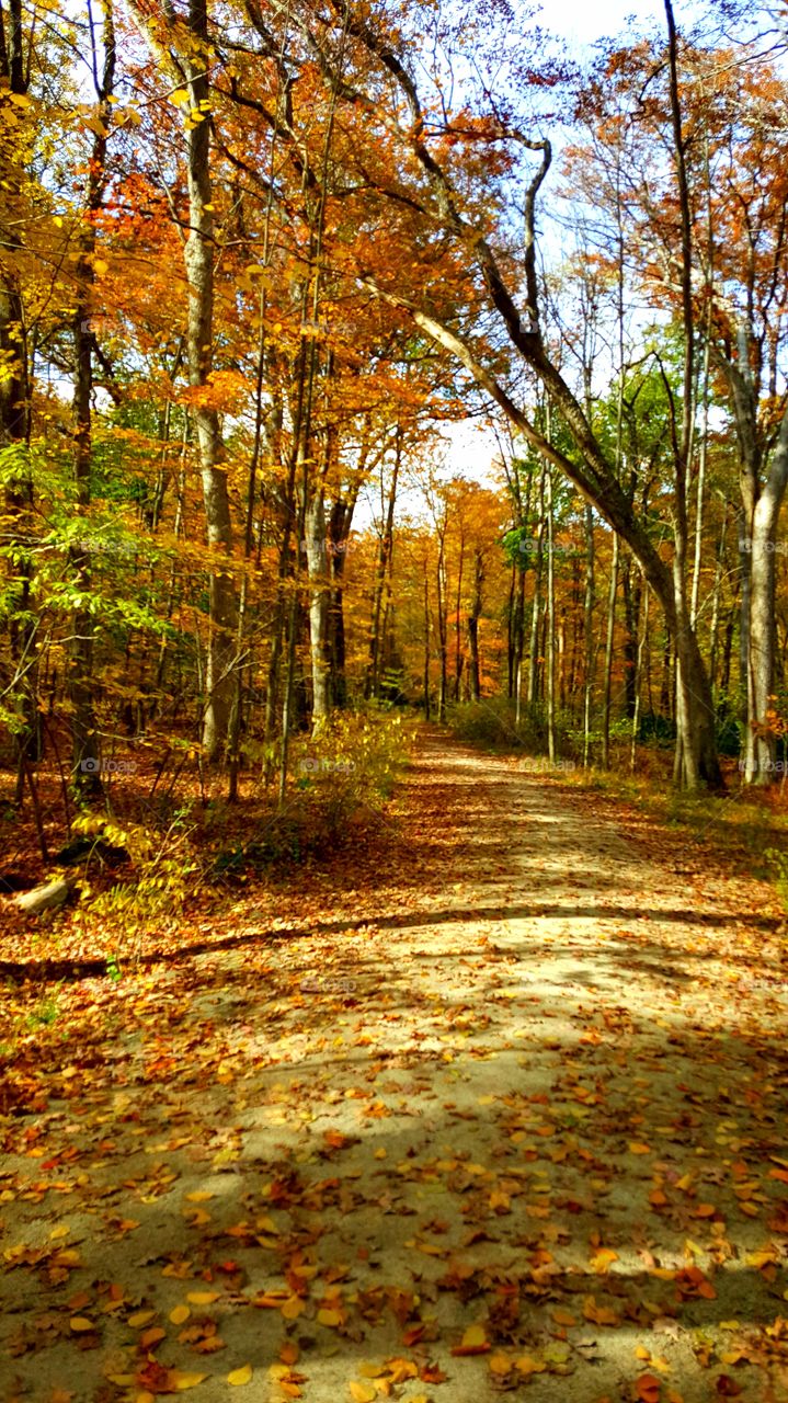 Country back road in Autumn