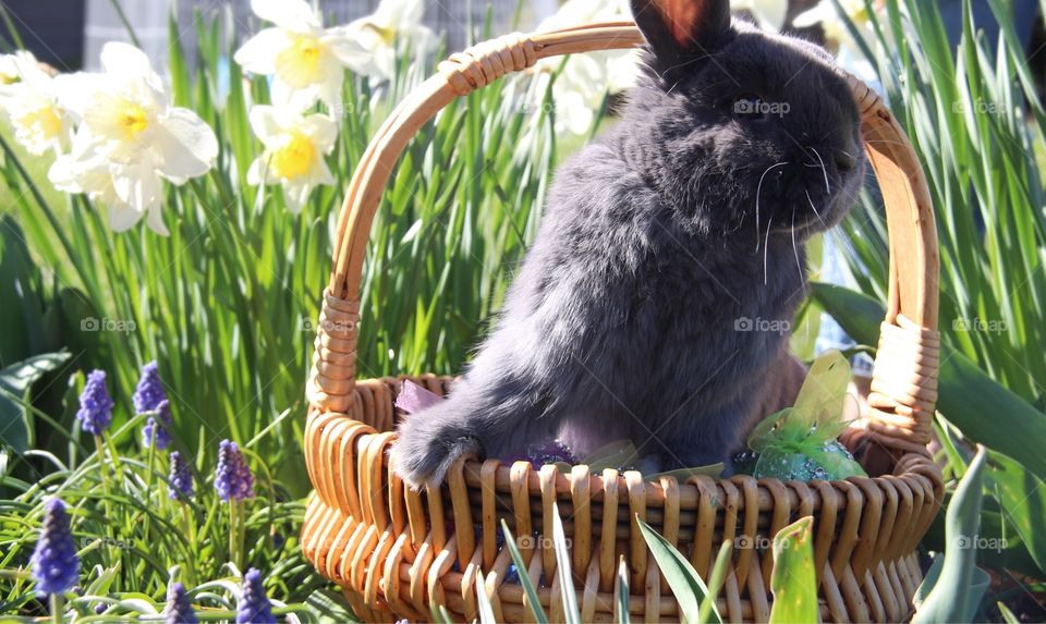 5 month old Holland Lop posing for Easter photos and his first time outdoors exploring 