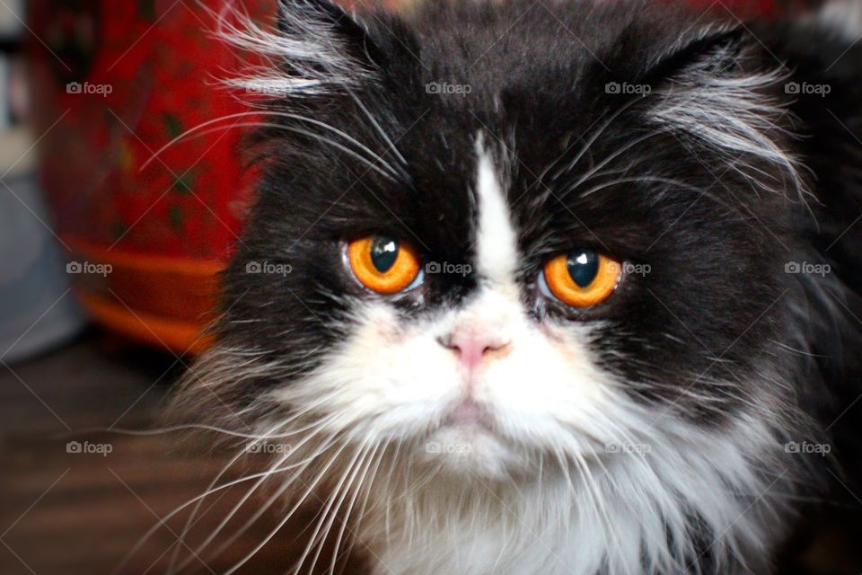  Black and white Persian cat 