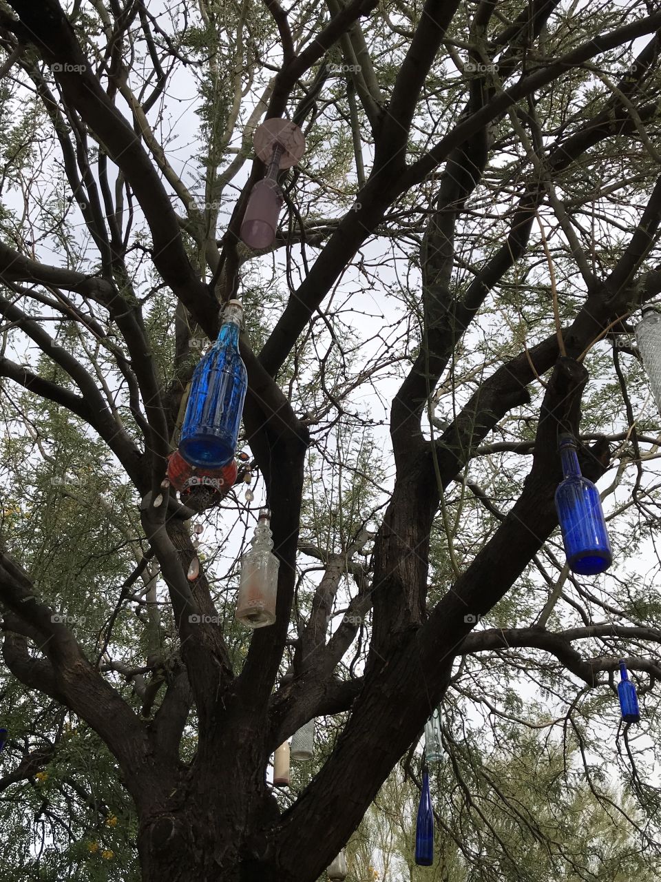 Bottles in Tree
