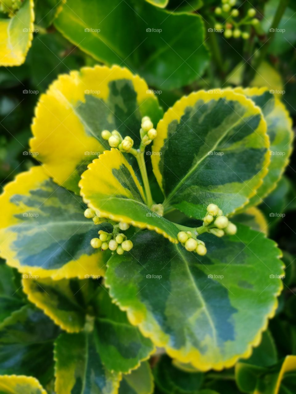 green and yellow foliage