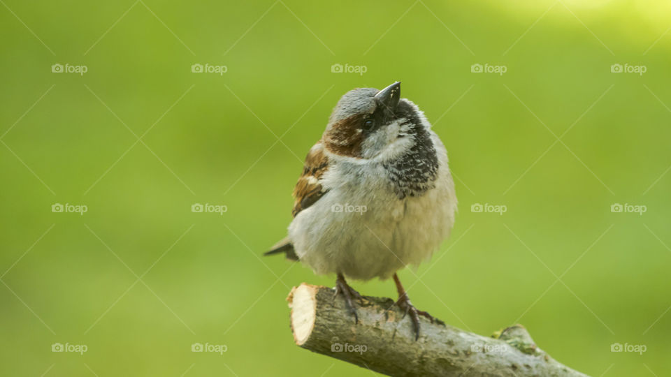 Bird, Wildlife, No Person, Animal, Nature