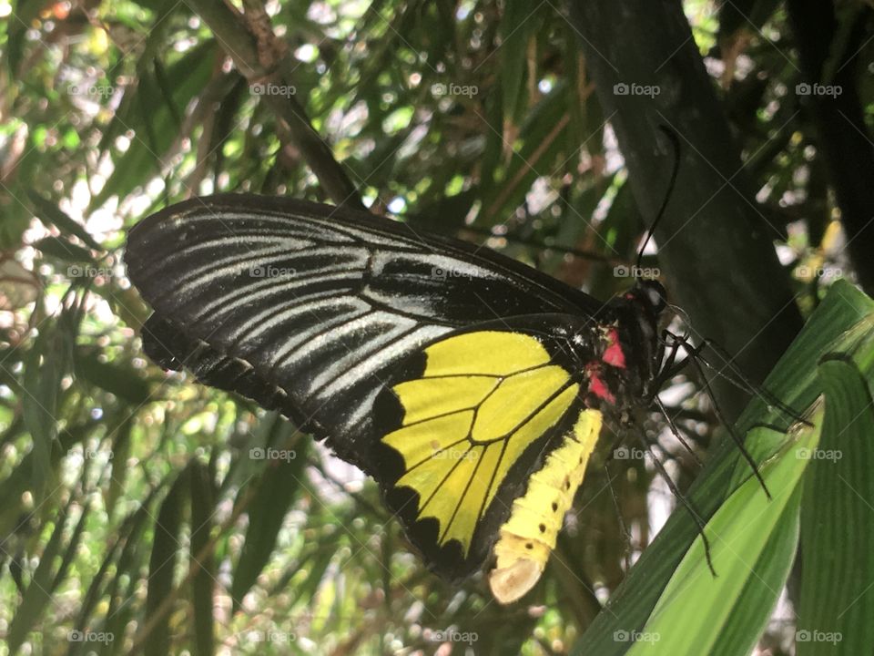 Common Birdwing Butterfly.