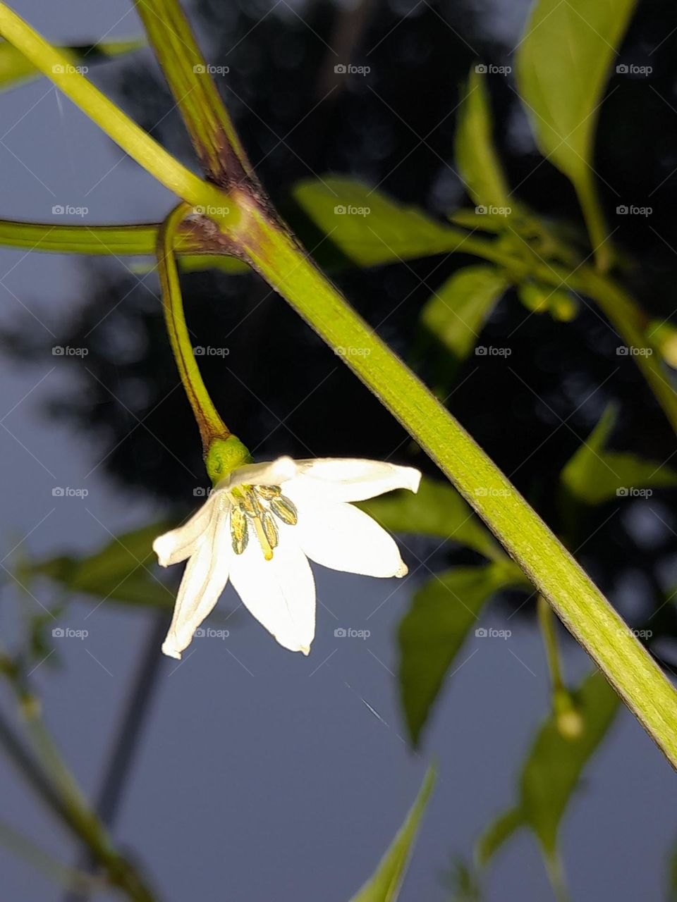 Chilli belonging to family Solanaceae, it is botanically called Capsicum annuum. Chilli is a small, annual shrub with an erect, branched shoot.